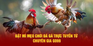 Mẹo chơi đá gà trực tuyến từ chuyên gia GO99