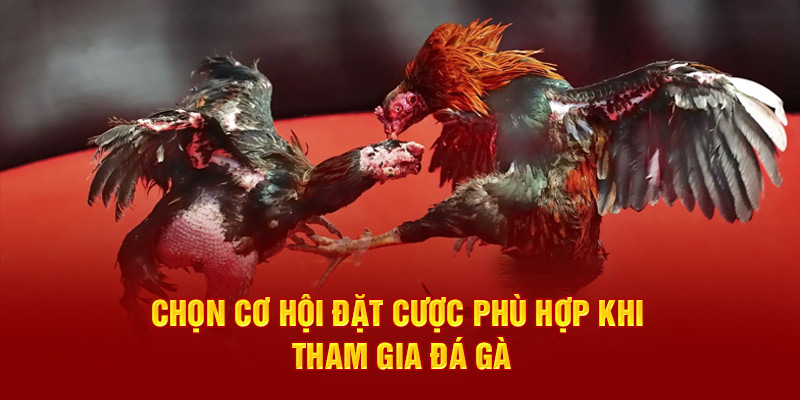 Chọn cơ hội đặt cược phù hợp khi tham gia đá gà