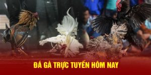 Đá gà trực tiếp hôm nay nhận thưởng lớn cùng GO99