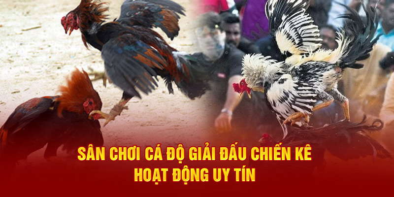 Sân chơi cá độ giải đấu chiến kê hoạt động uy tín 