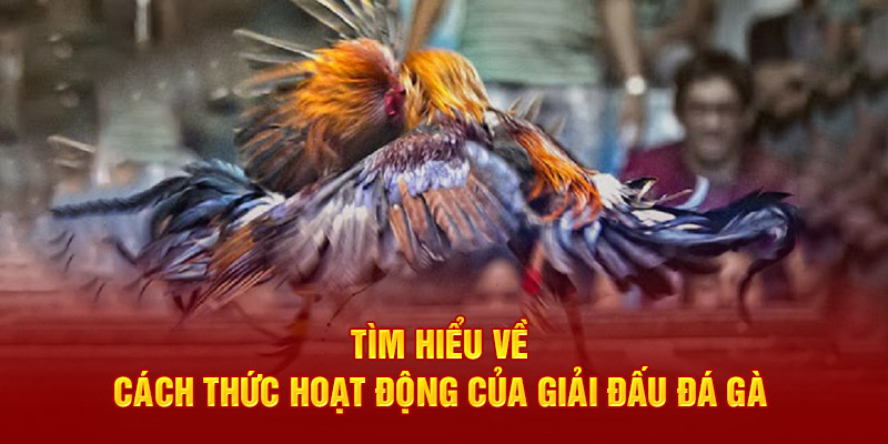 Tìm hiểu về cách thức hoạt động của giải đấu đá gà 